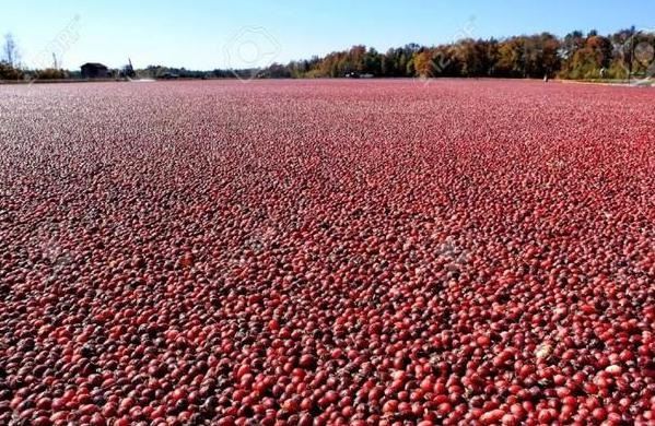 fresh cranberry