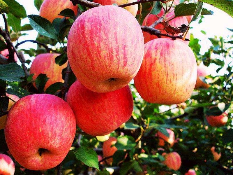 Canned Fresh Apples (Whole)